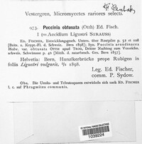 Puccinia obtusata image